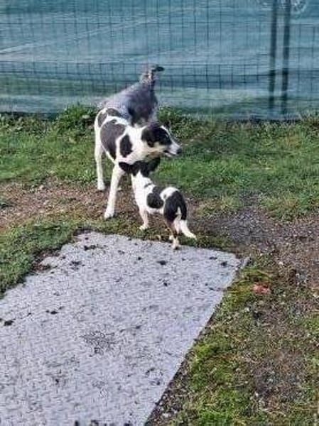 Paul, neugieriger kleiner Chihuahua-Jung