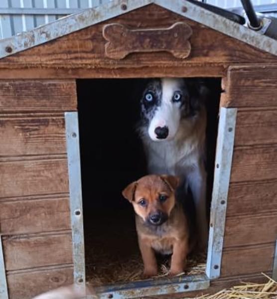 Liebenswerte, hübsche Missi sucht