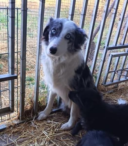Liebenswerte, hübsche Missi sucht