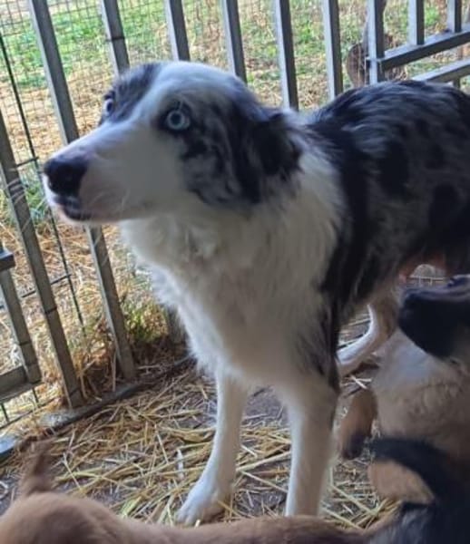 Liebenswerte, hübsche Missi sucht