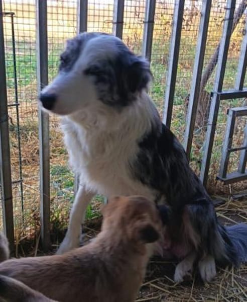 Liebenswerte, hübsche Missi sucht