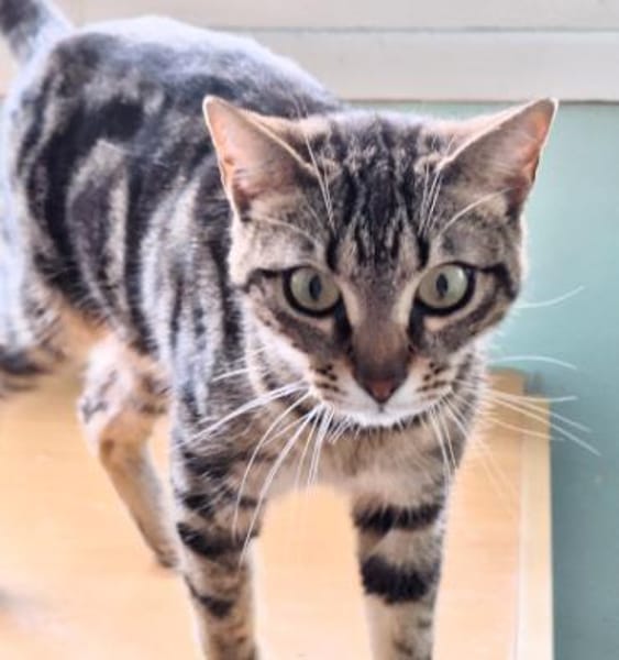 Sanfte, freundliche Katze Marta