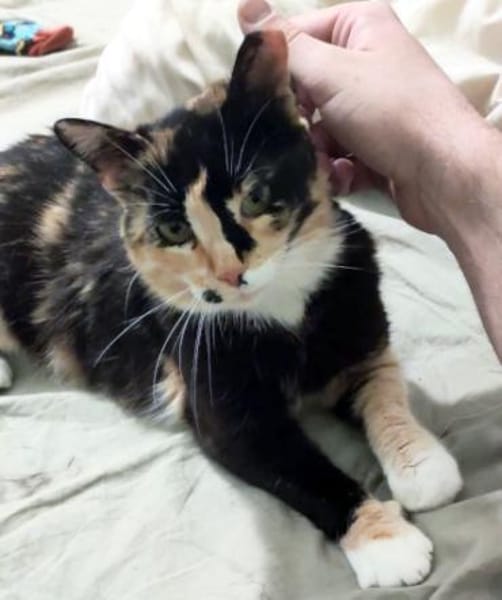 Zarte, hübsche Katzendame Lia