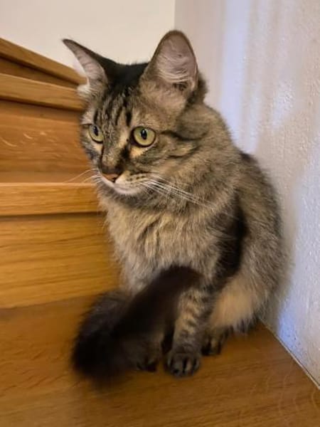 Hübsche, schüchterne Katze Kicha