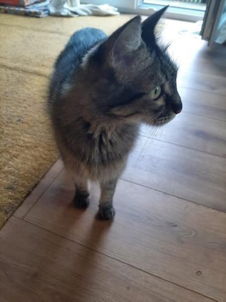 Hübsche, schüchterne Katze Kicha