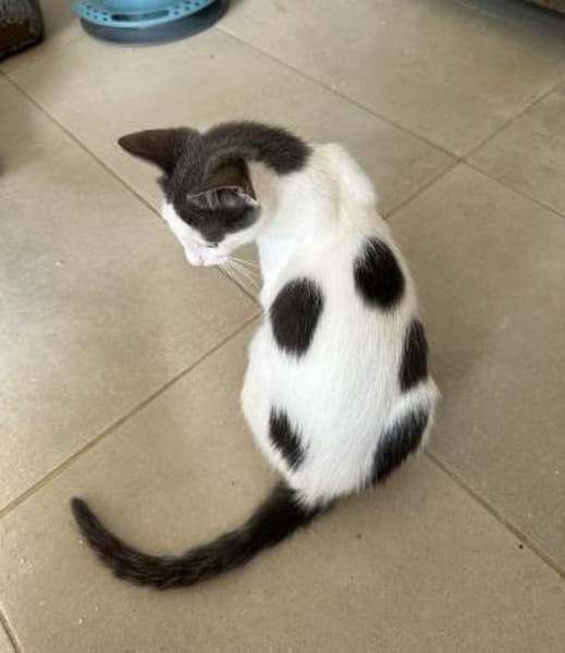 Bobby mit den blaugrauen Flecken