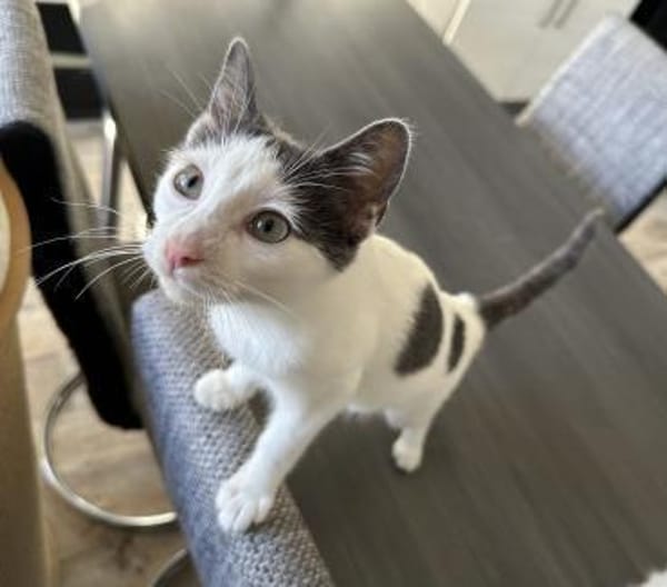 Bobby mit den blaugrauen Flecken