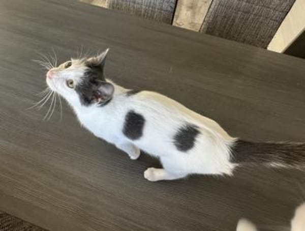 Bobby mit den blaugrauen Flecken