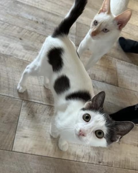 Bobby mit den blaugrauen Flecken