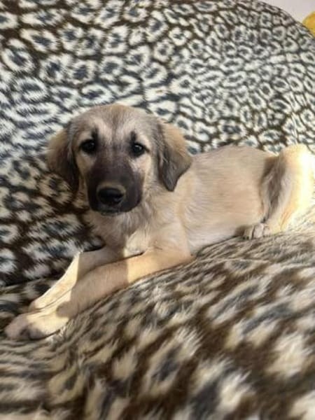 4 Welpen suchen dringend ein Zuhause