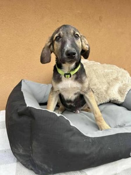 4 Welpen suchen dringend ein Zuhause