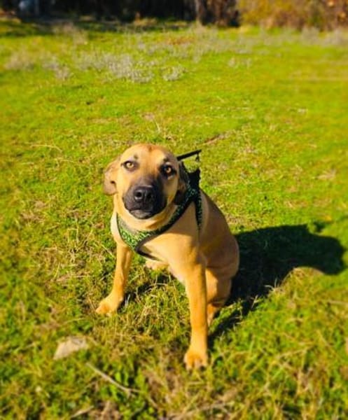 Kati sucht ein Körbchen