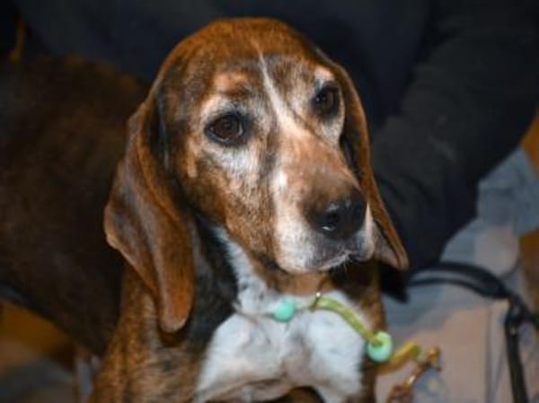 Wer schenkt Chanella das Glück?