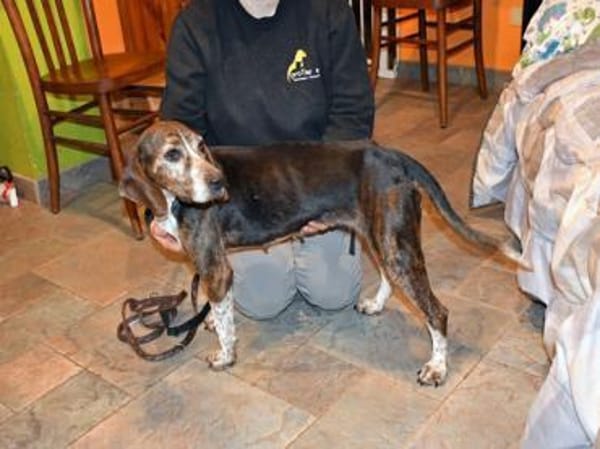 Wer schenkt Chanella das Glück?