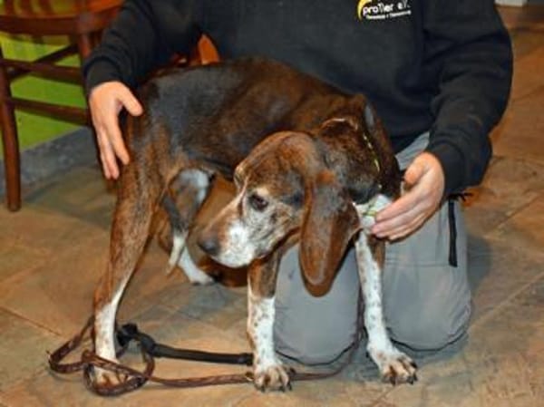 Wer schenkt Chanella das Glück?