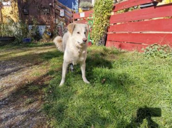 Pulcino sucht ein liebevolles Zuhause