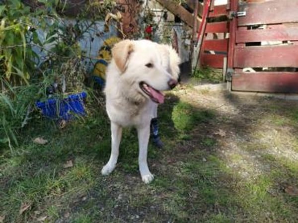 Pulcino sucht ein liebevolles Zuhause