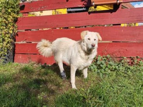 Pulcino sucht ein liebevolles Zuhause