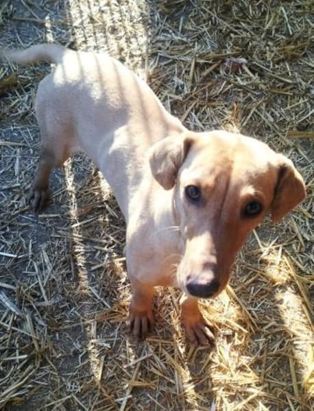 Lilli sucht ihre Familie