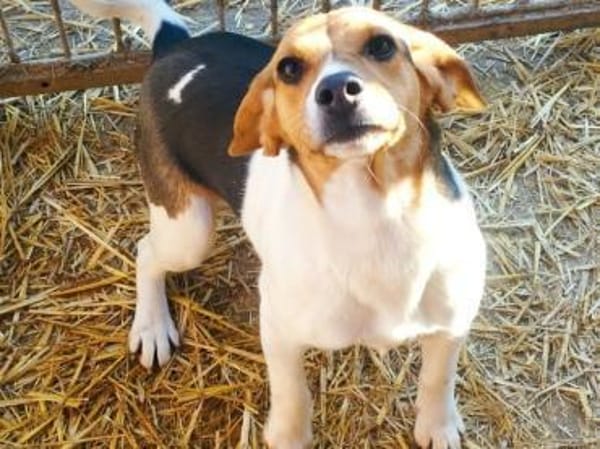 Süße Csubi möchte Koffer packen