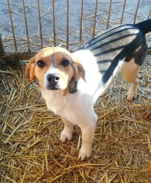 Süße Csubi möchte Koffer packen