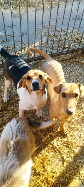 Süße Csubi möchte Koffer packen