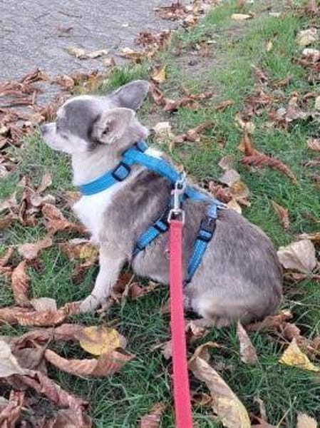 Gigi, ruhige & gemütliche Chihuahua-Dame