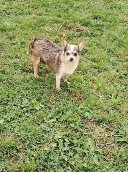 Gigi, ruhige & gemütliche Chihuahua-Dame