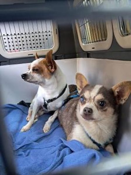 Gigi, ruhige & gemütliche Chihuahua-Dame