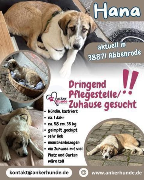 Hana sucht ihre Menschen 🐾