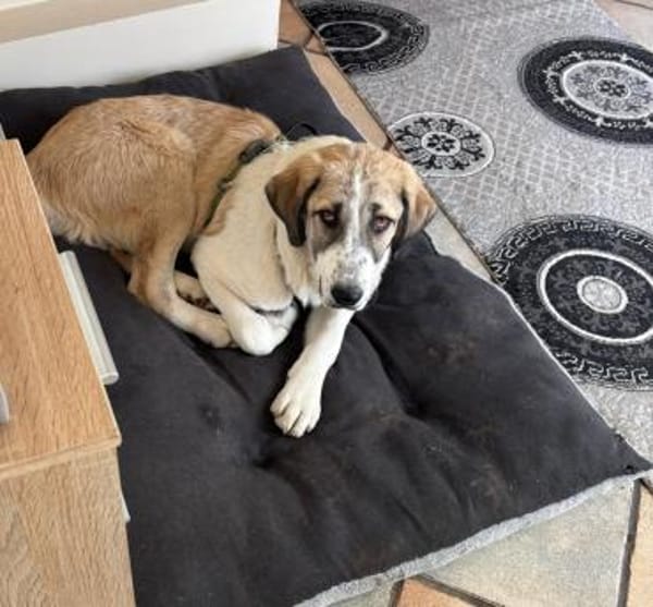 Hana sucht ihre Menschen 🐾