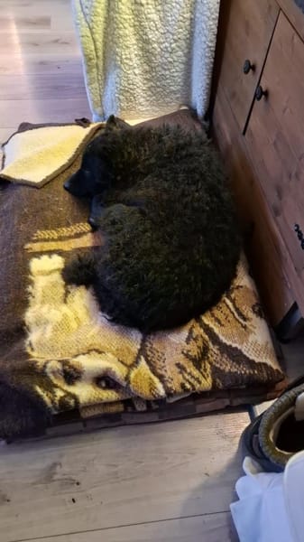 Herzenshund 🌟 Enrico sucht sein Zuhause