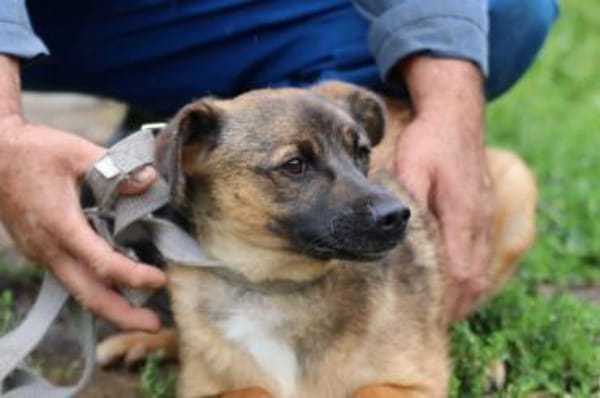 Chia - kinderlieb u. zutraulich