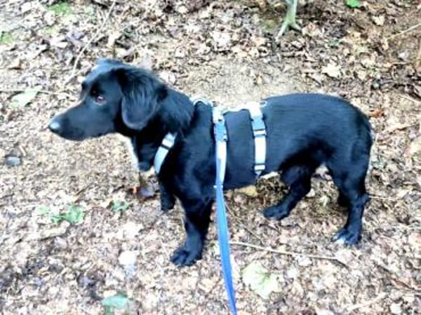 Dasty möchte Ihr Leben bereichern