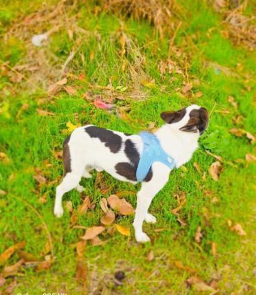 Gutsi ein lieber Rüde