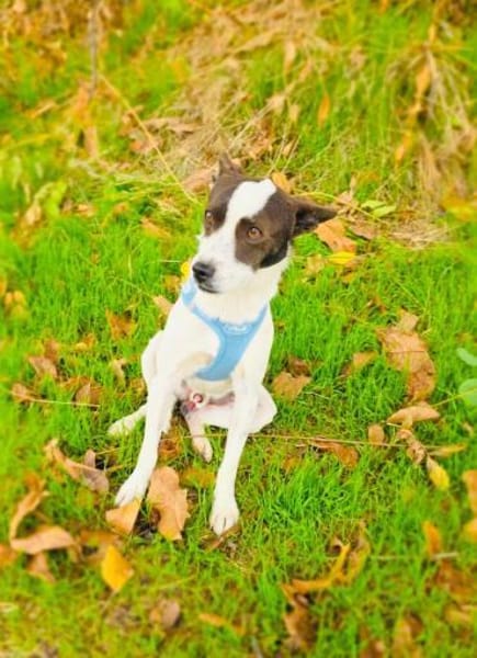 Gutsi ein lieber Rüde