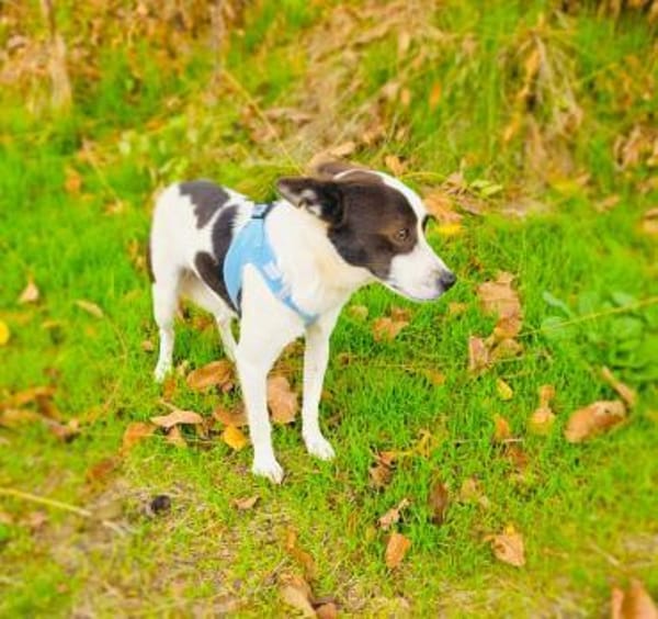 Gutsi ein lieber Rüde