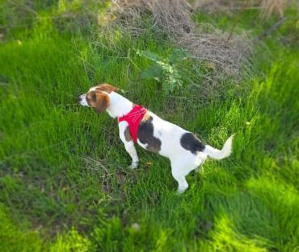 Toller Kiro sucht Körbchen