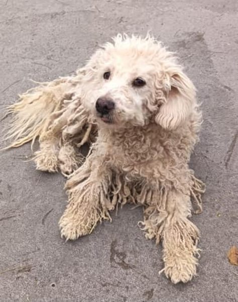 Huba ist ein ruhiger Vertreter