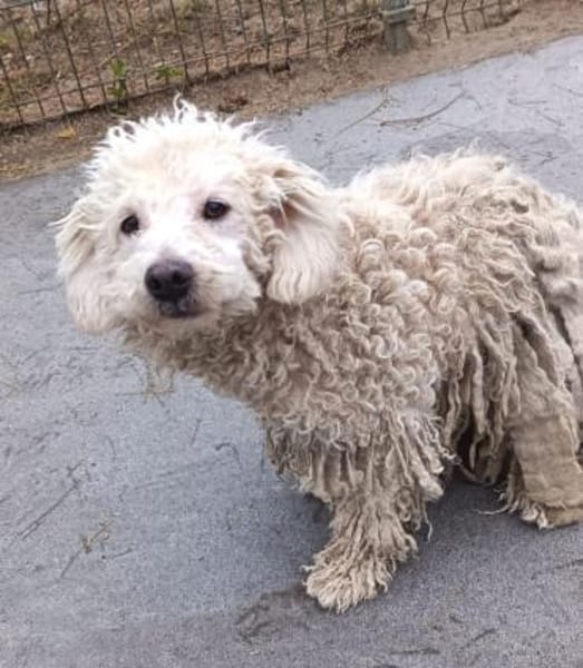 Huba ist ein ruhiger Vertreter