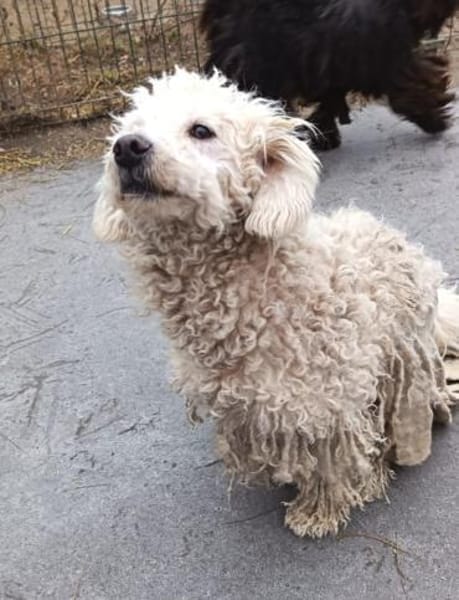 Huba ist ein ruhiger Vertreter