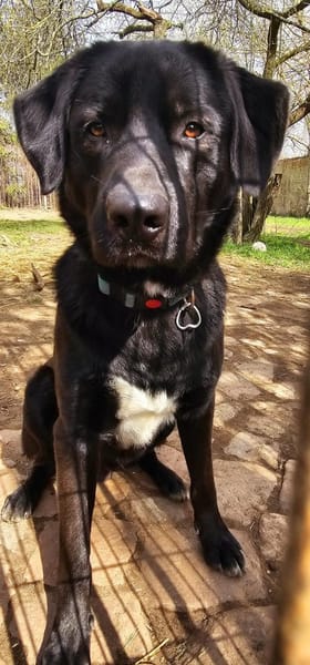 Verspielter Arko sucht aktive Familie