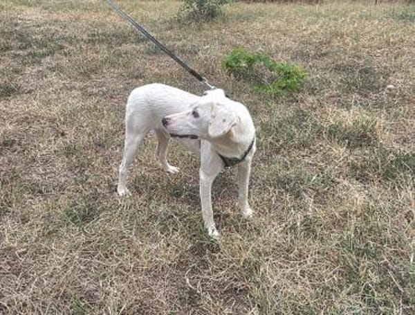 Toller Familienhund Danny