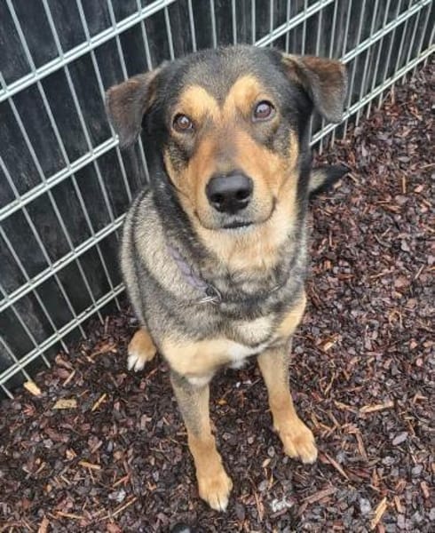 Ari sucht dringend ein neues Zuhause