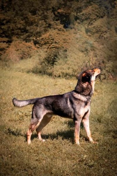 Ari sucht dringend ein neues Zuhause