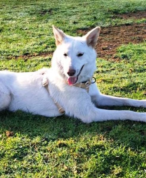 Yuki sucht ihr Zuhause für Immer