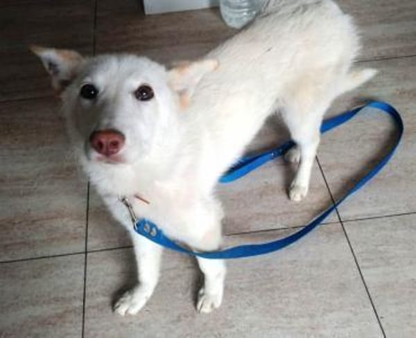 Yuki sucht ihr Zuhause für Immer