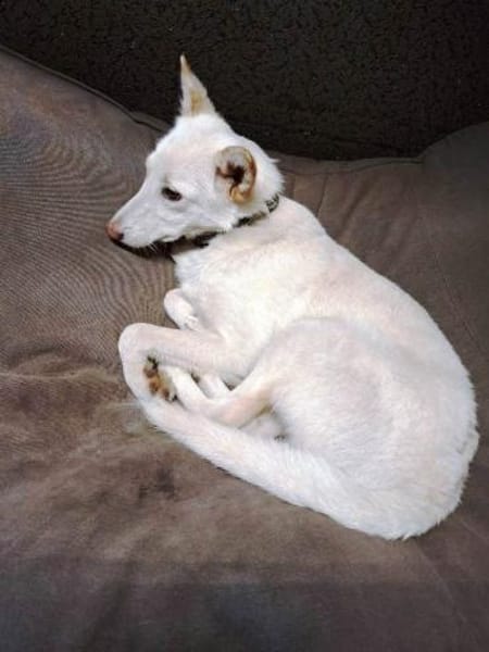 Yuki sucht ihr Zuhause für Immer