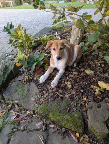 Riba - zutraulicher Welpe Hündin