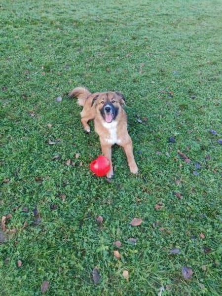 💙 Eddie sucht aktive Menschen!💙NOTFALL